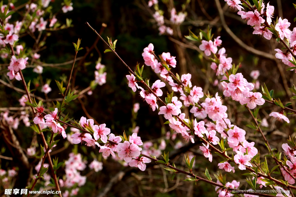 桃花