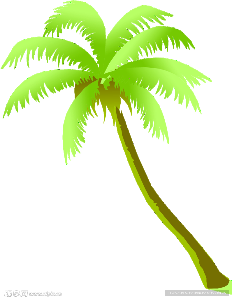 椰子树  椰子  插画