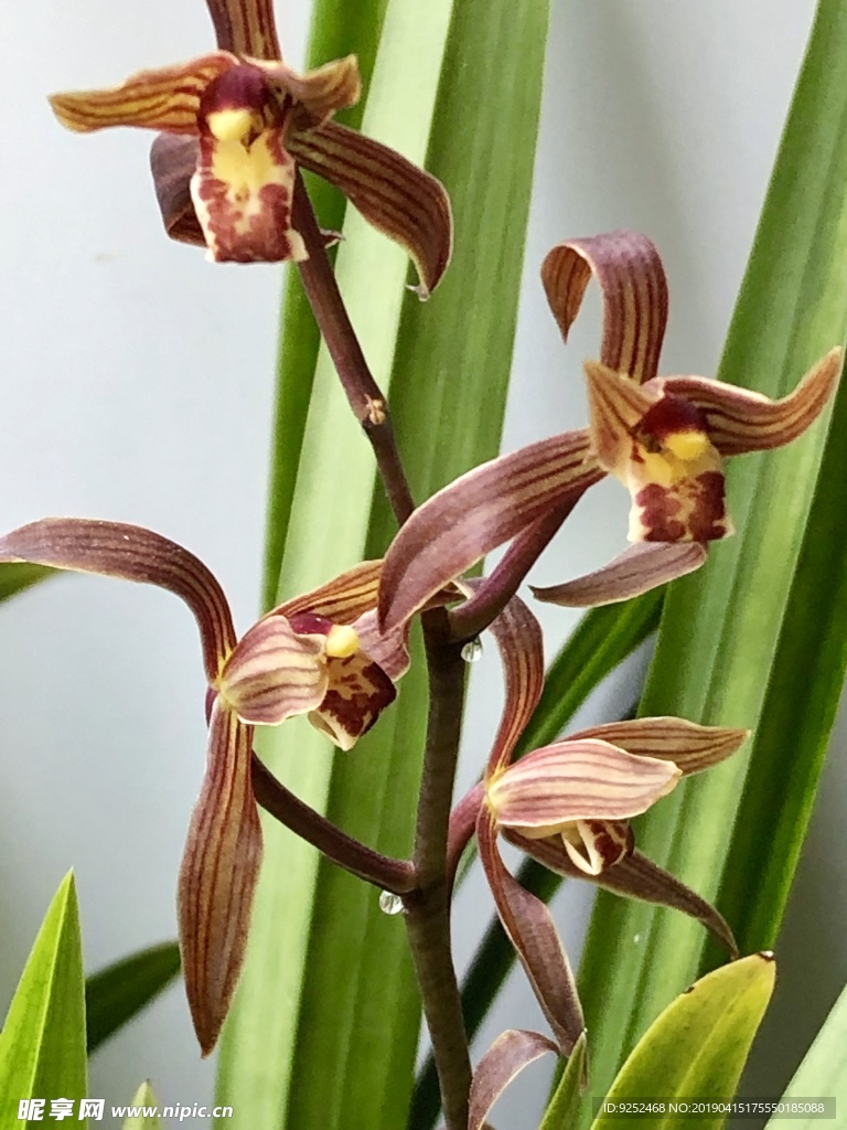 盆景蘭花