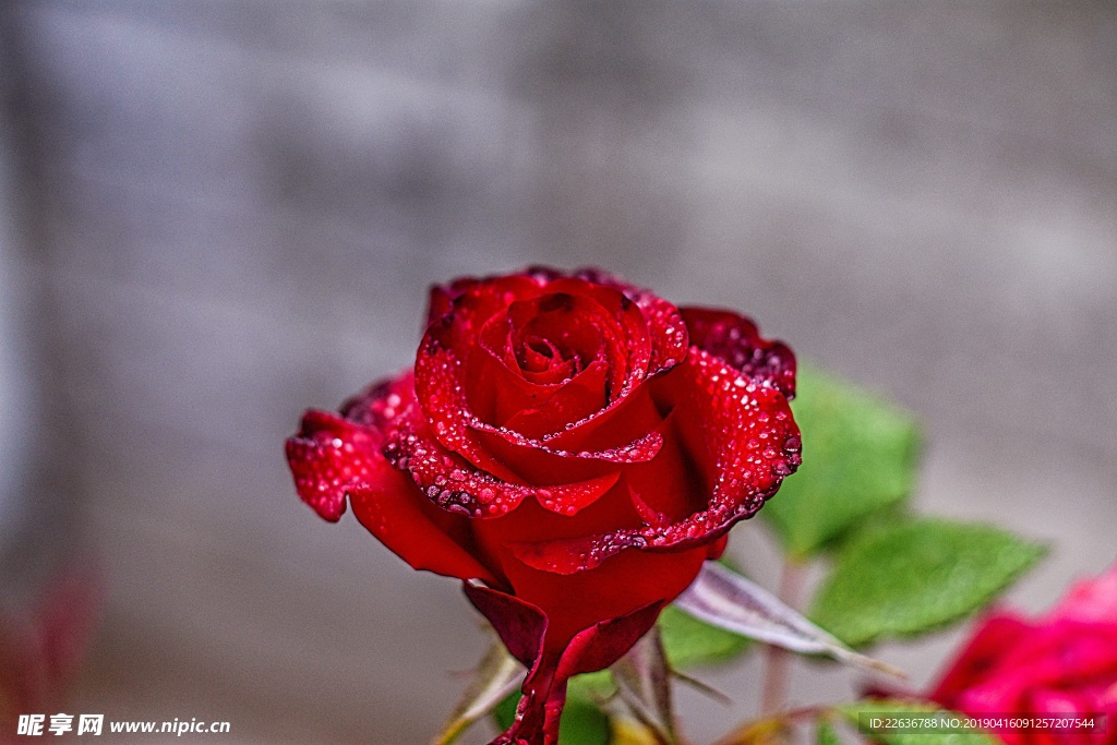 红色玫瑰花植物8k图片素材壁纸