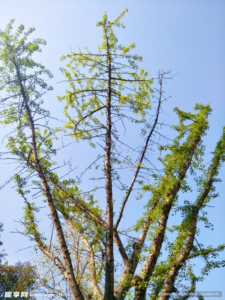 銀杏樹