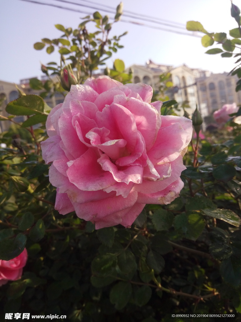 茶花  黃色茶花 白色茶花 風