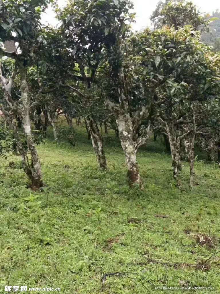 茶 茶樹