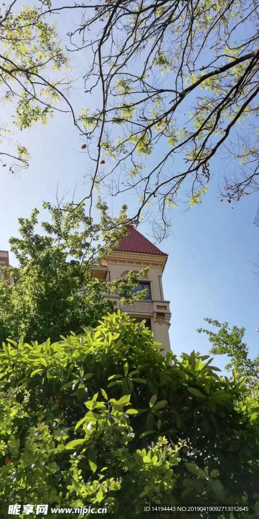 大樹 建筑