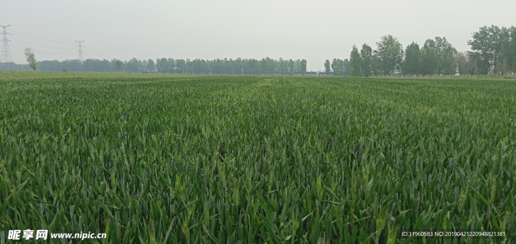 麥田