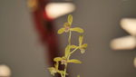 蘭花