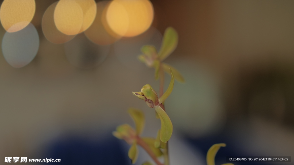 蘭花
