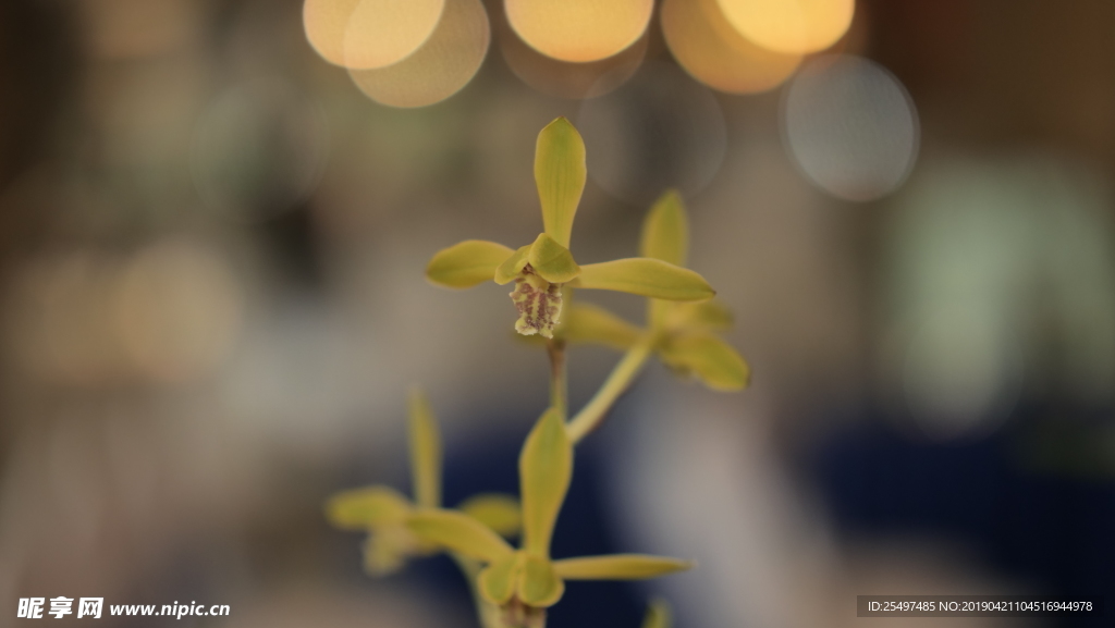 蘭花