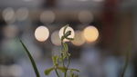蘭花