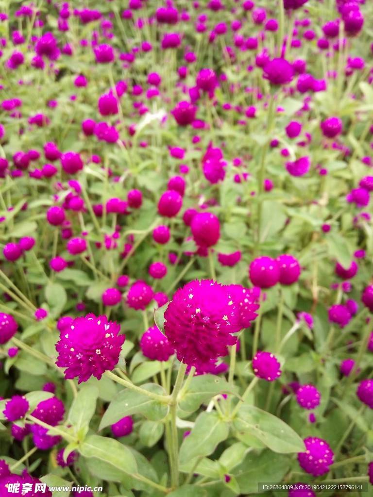紫花   紫色   花