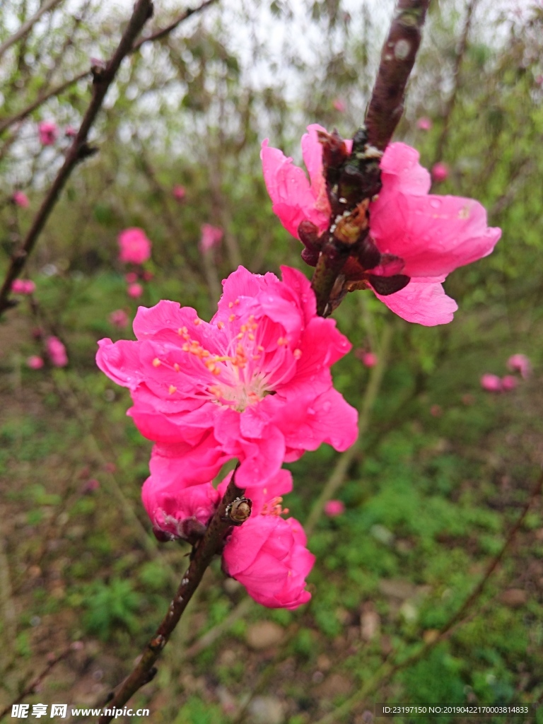 桃花