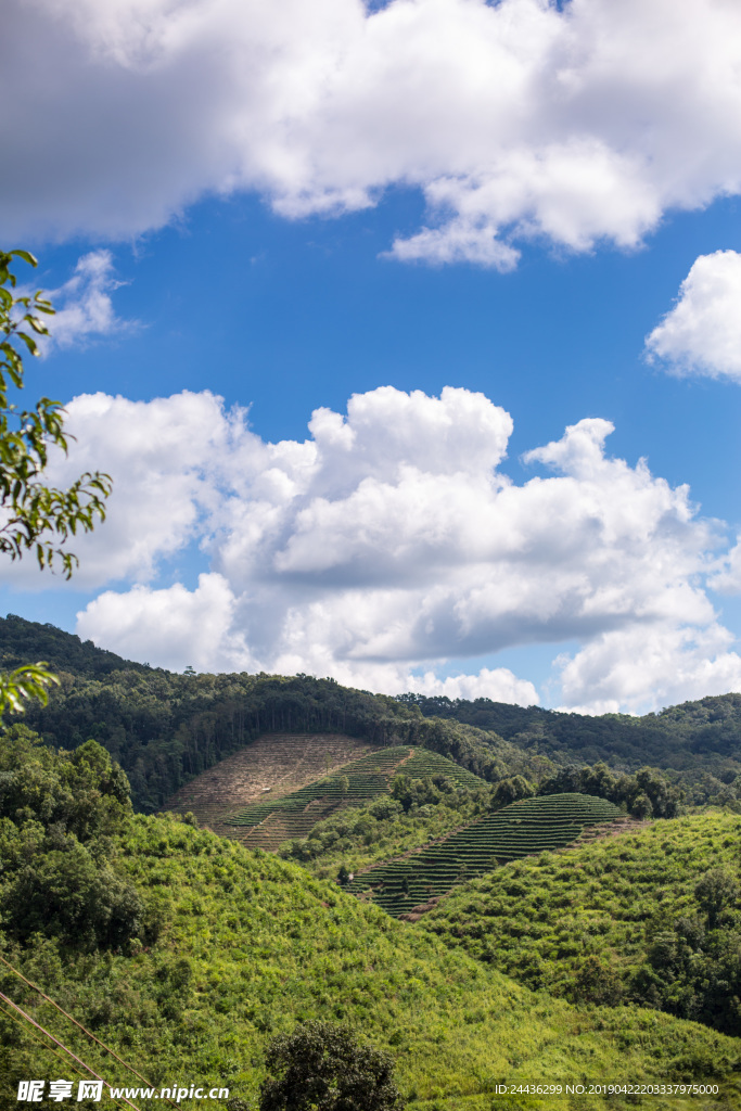 茶山
