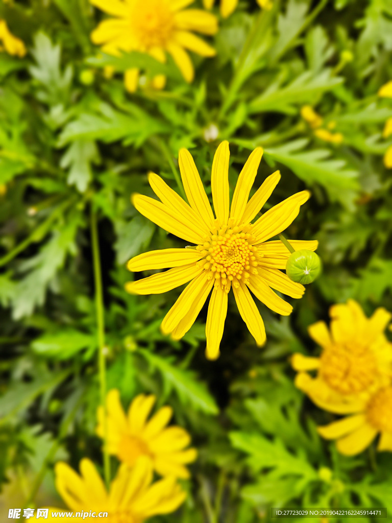 茼蒿菊