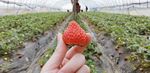 草莓 草莓园 水果 树莓