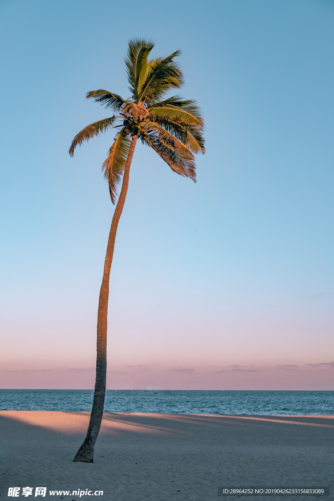 海邊沙灘椰子樹藍天
