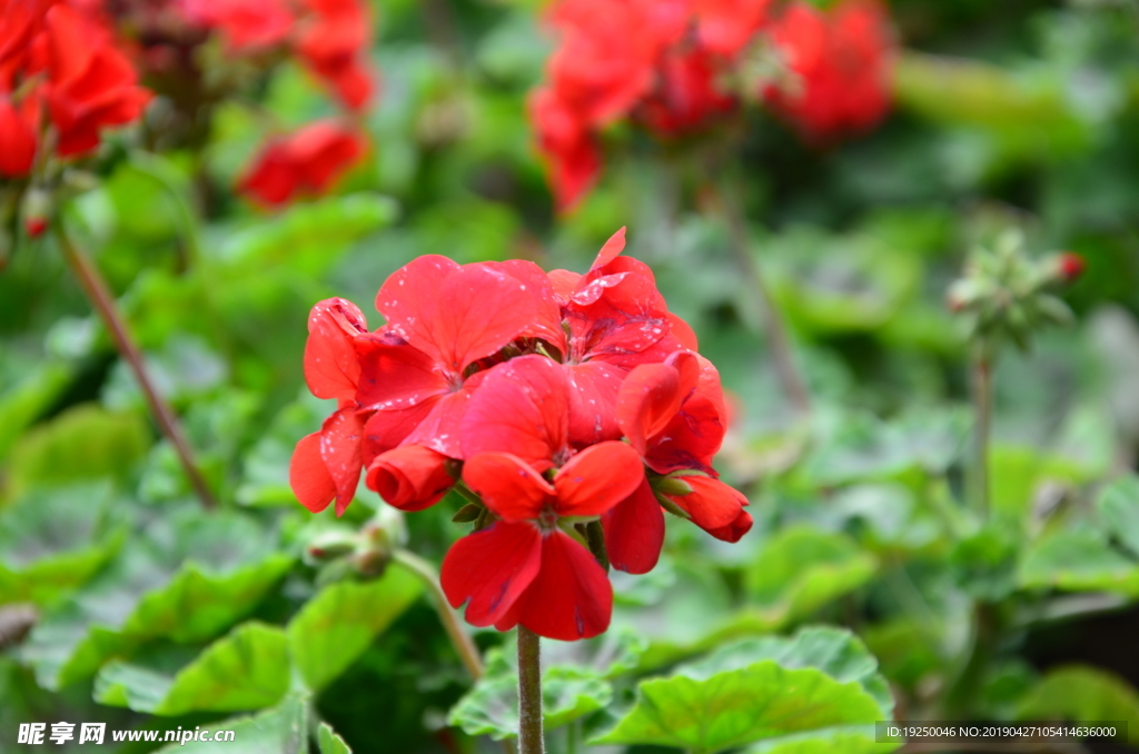 花辨