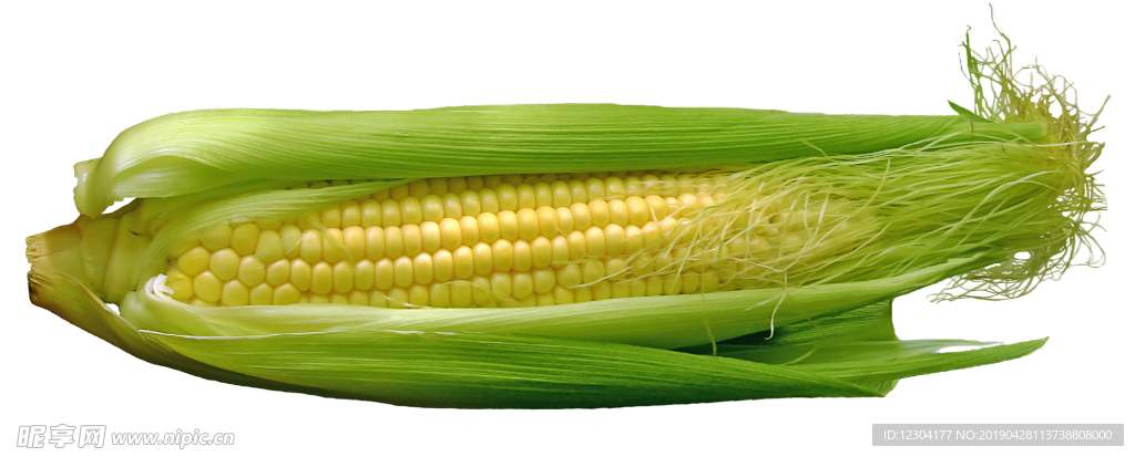 玉米 蔬菜 食品 玉米籽粒 黄
