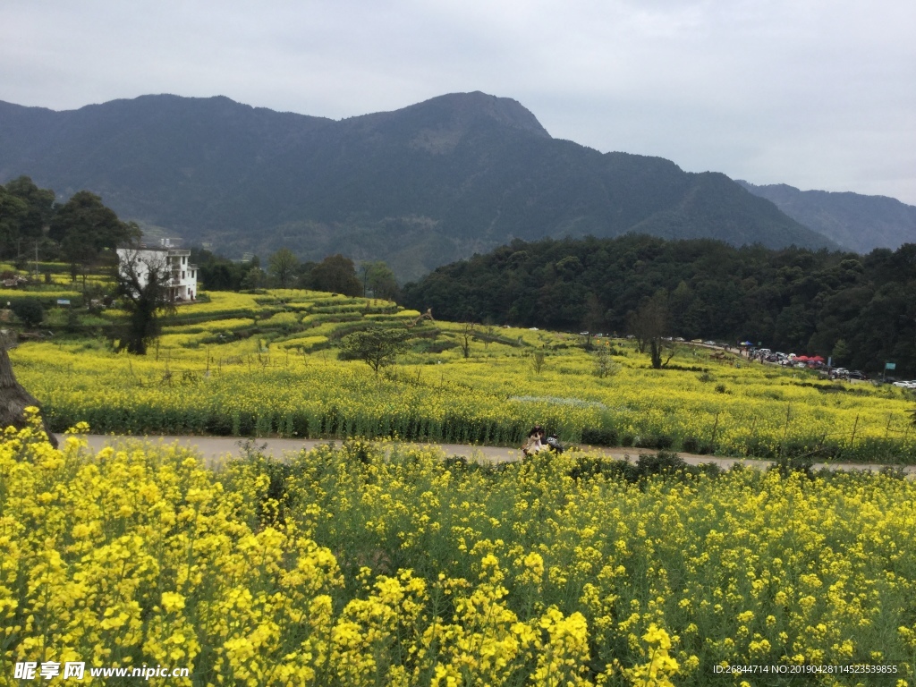 江嶺油菜花