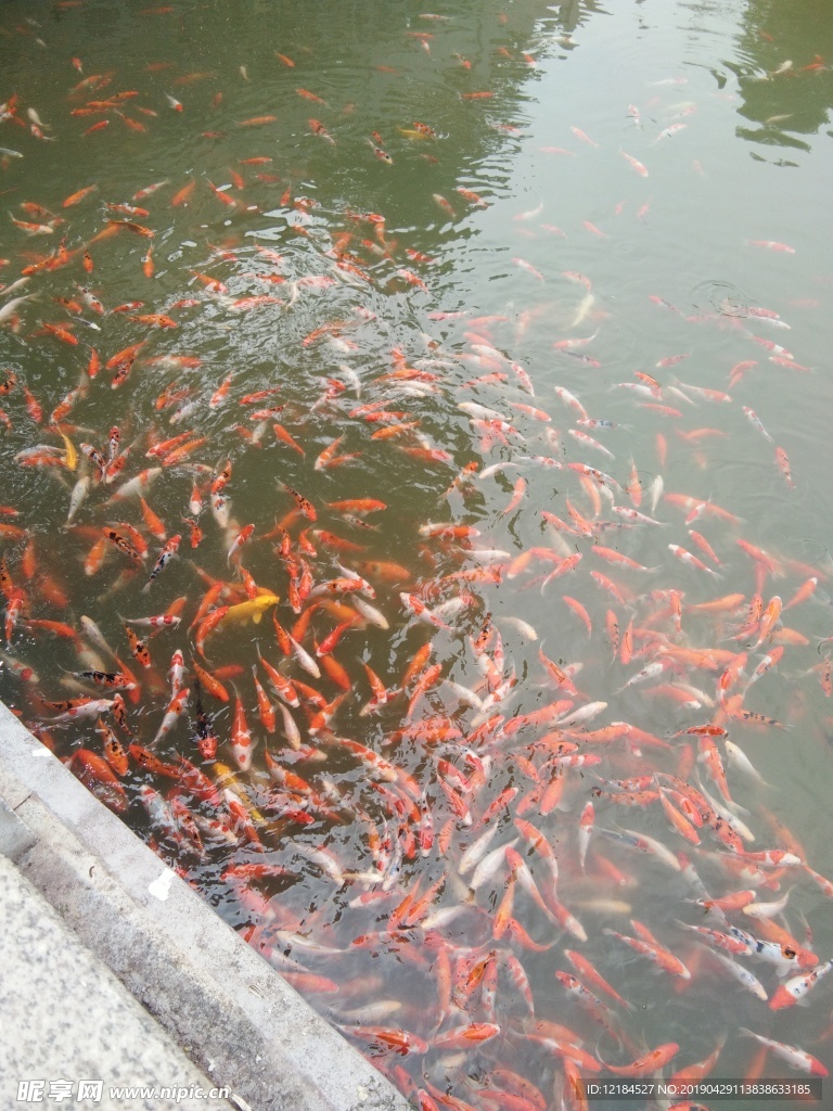 金魚