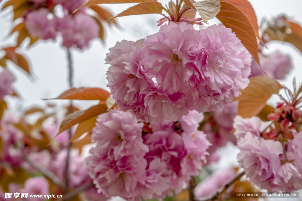 櫻花