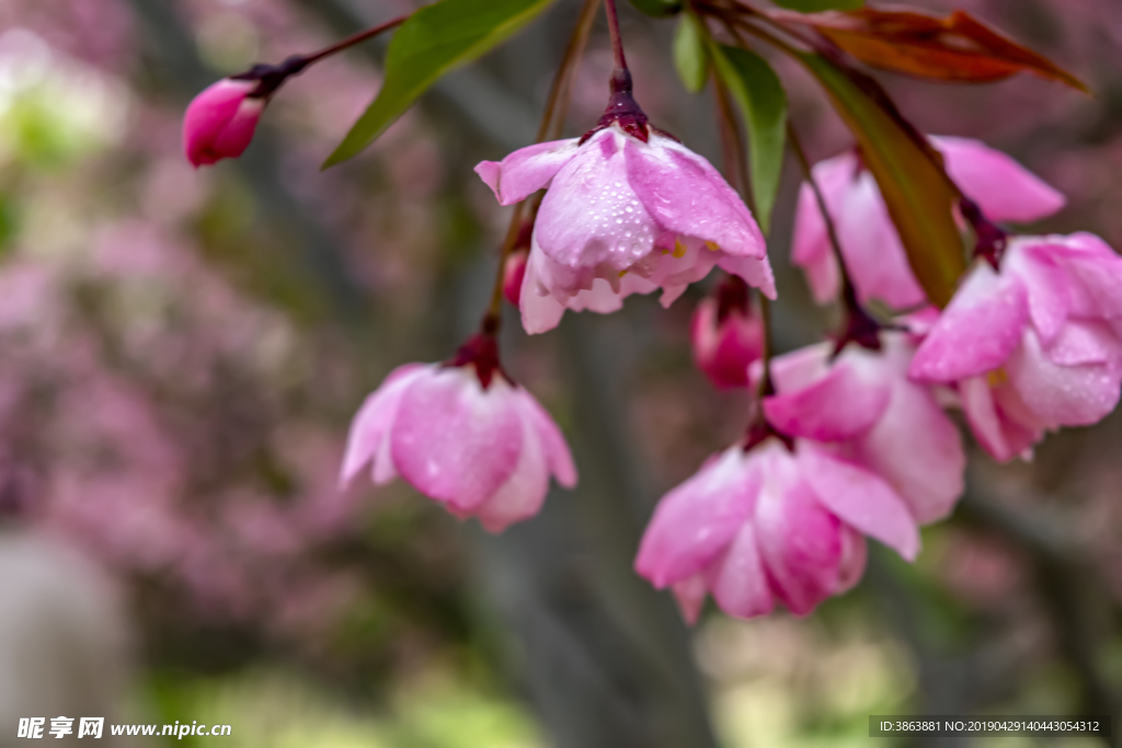 櫻花