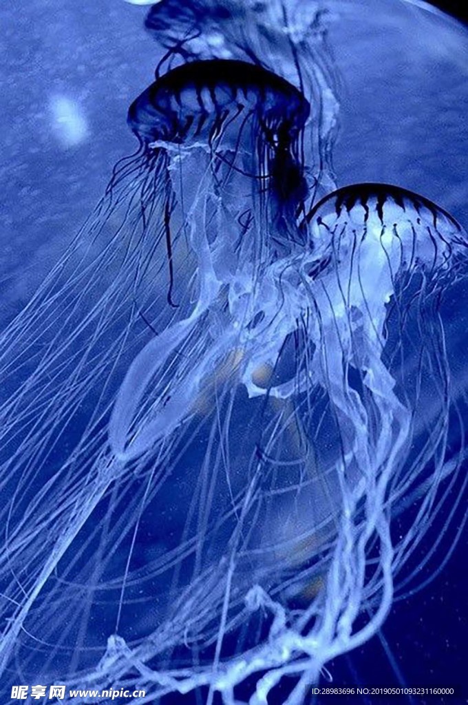 海色