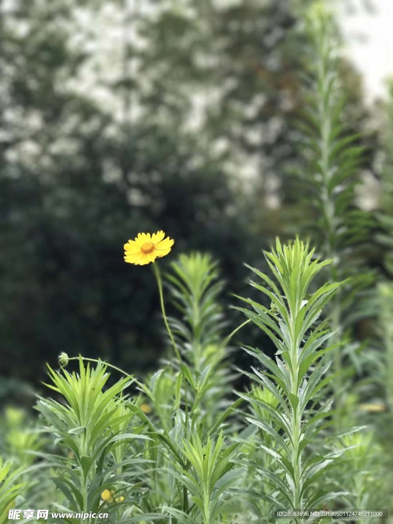 黃野花