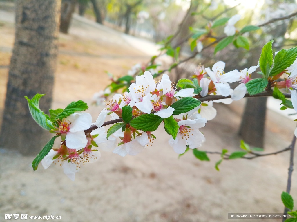 桃花攝影圖片