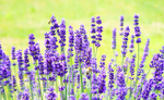 紫色的薰衣草高清4k图片