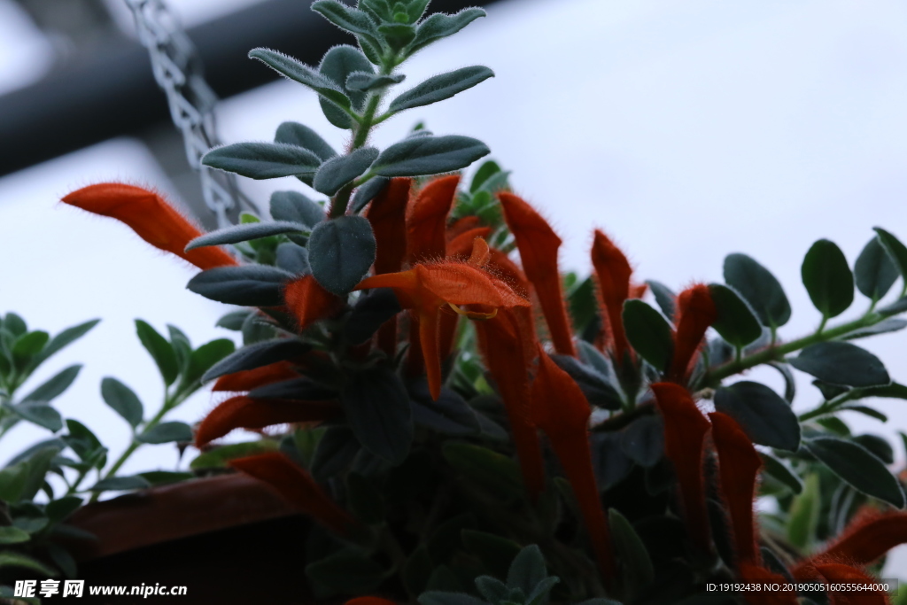 大紅金魚花