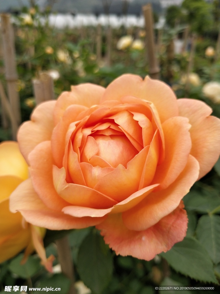 月季花素材