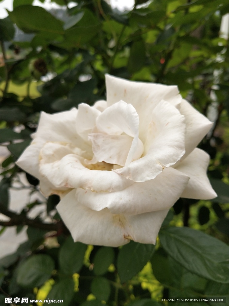 月季花特寫素材