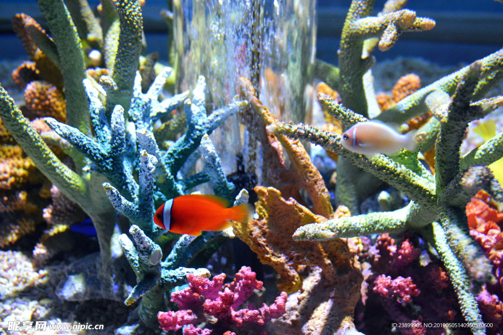 海洋館熱帶生物