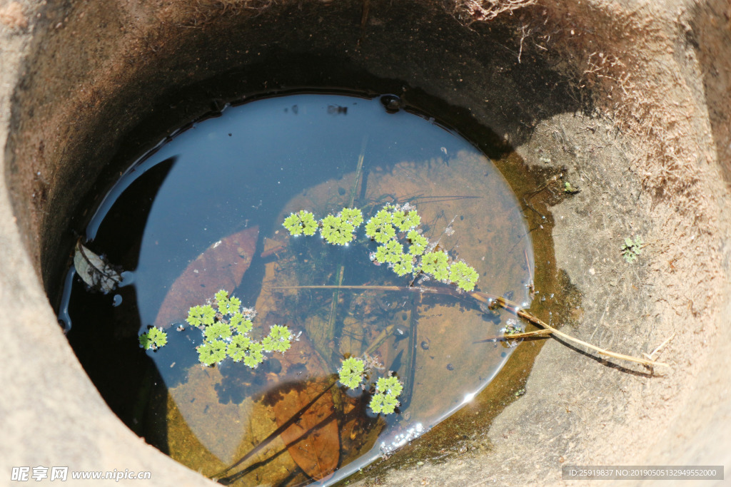 水上花