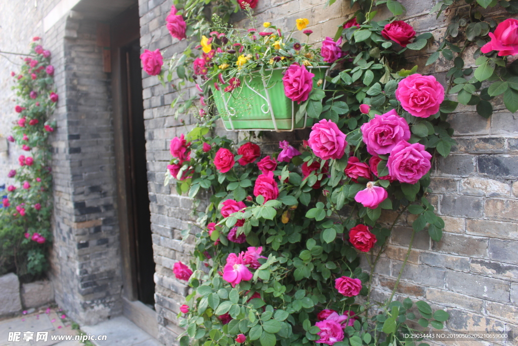 薔薇