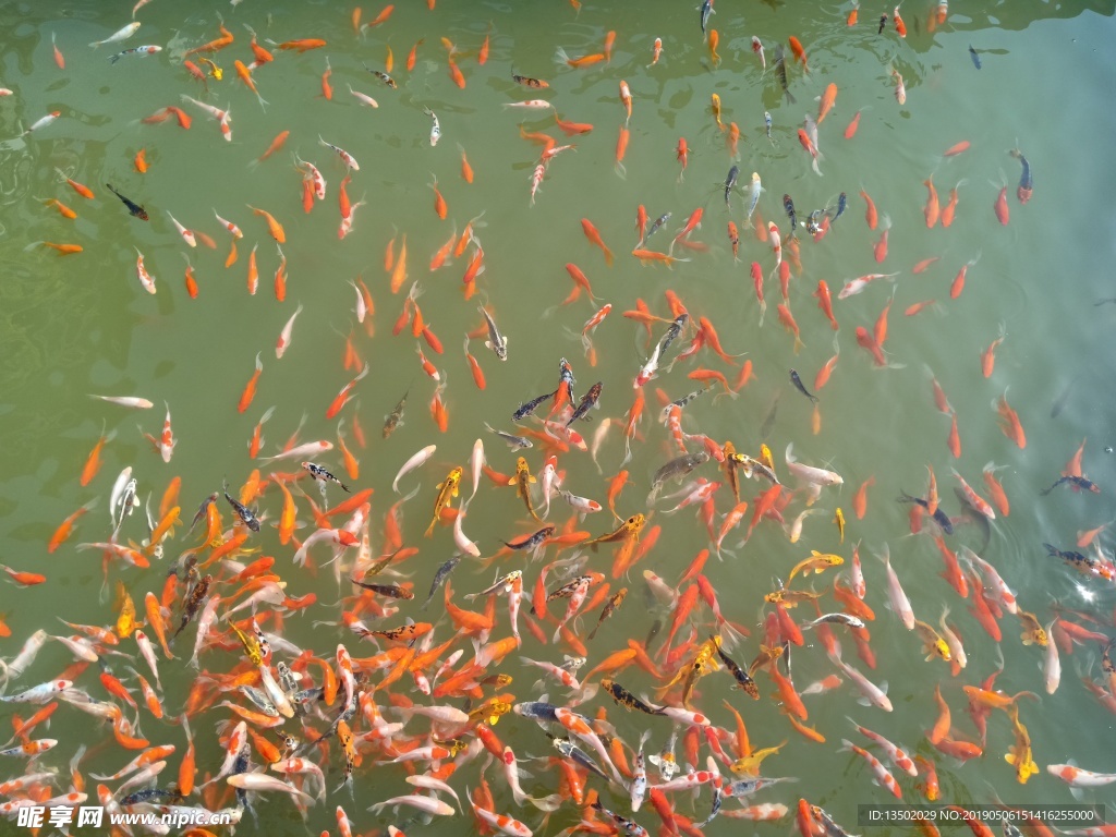 魚