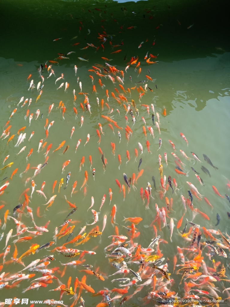 魚