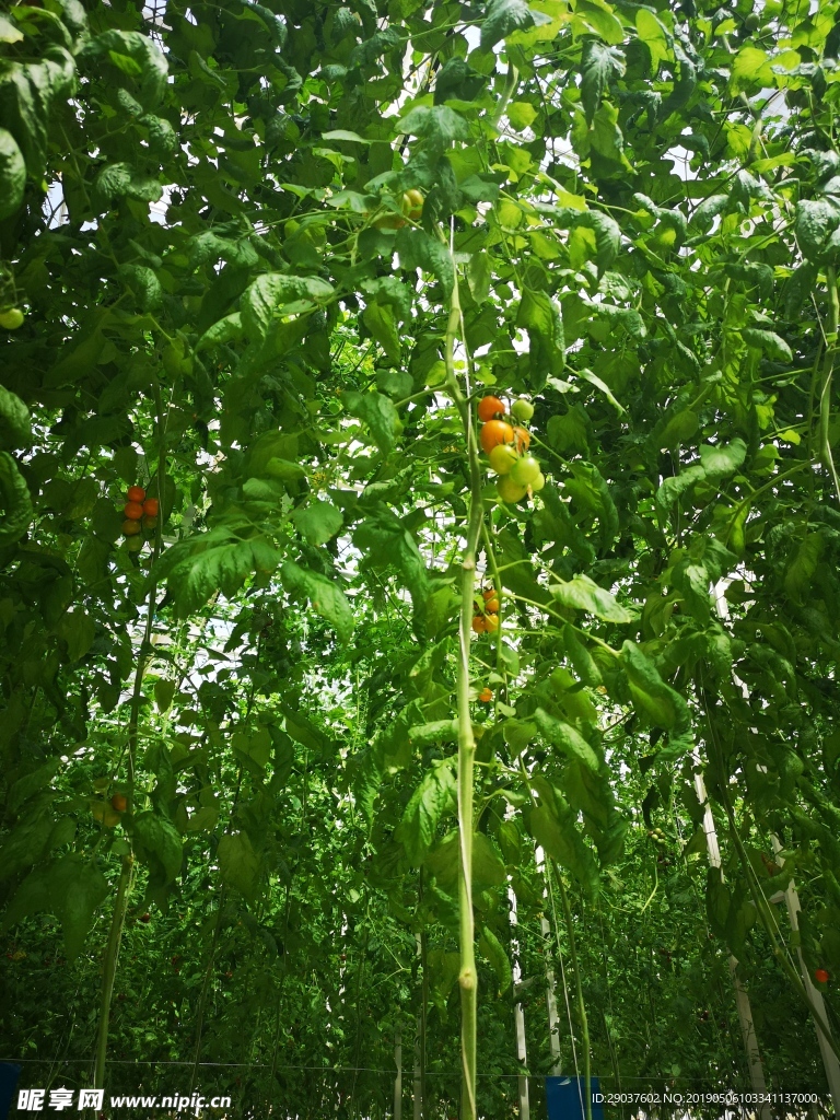 盆栽的番茄樹