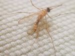 微焦摄影昆虫之蚊子