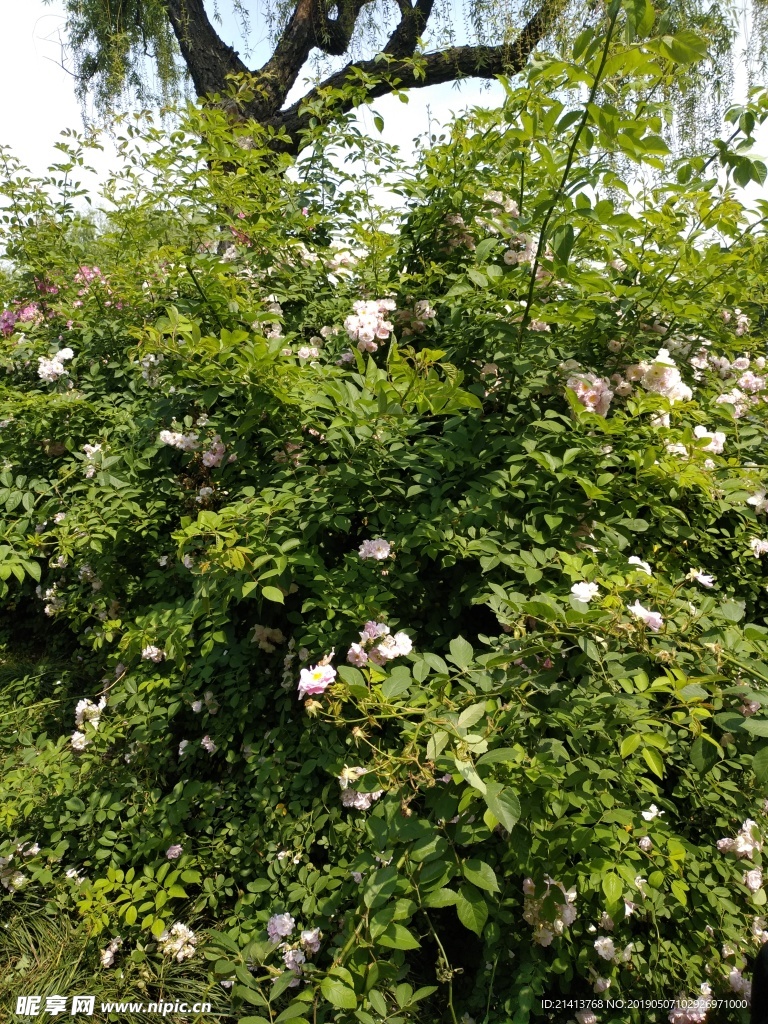 月季花朵花卉