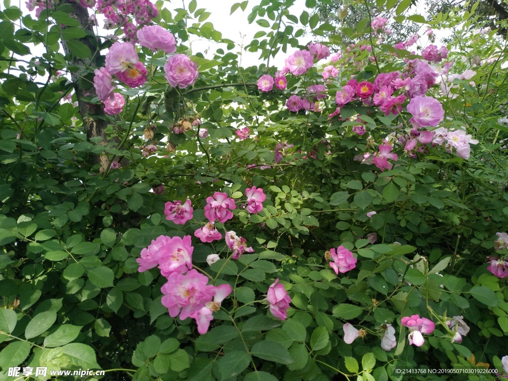 月季花朵花卉