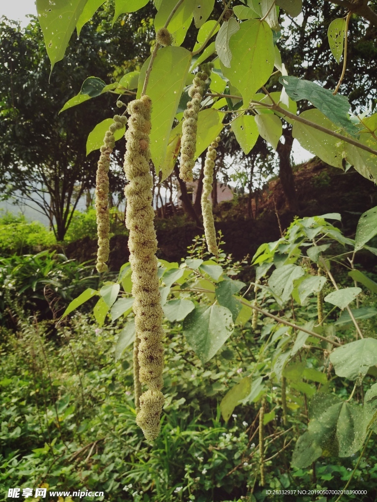 綠植
