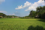 夏天 稻田 乡村 自然风景白云