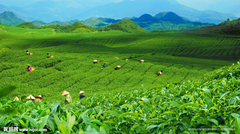 茶