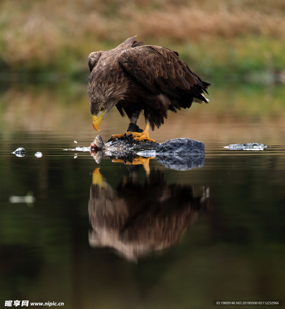 老鹰水中觅食图片