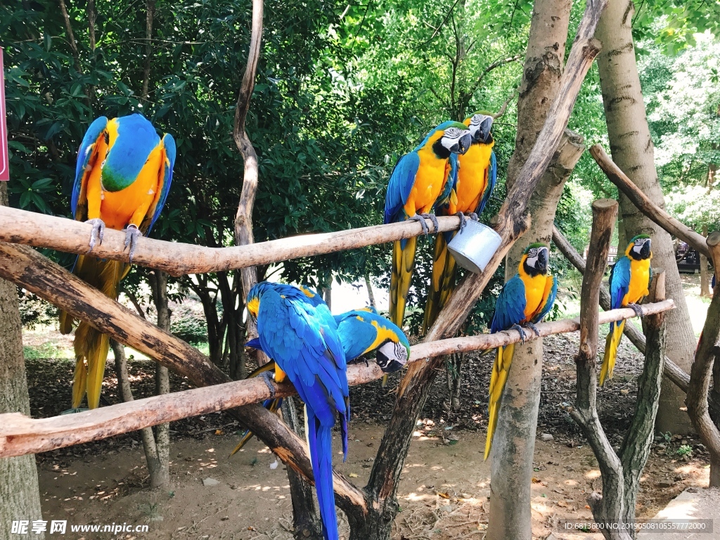 鸚鵡 杭州動物園