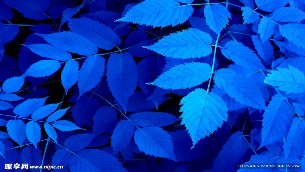 藍色樹葉