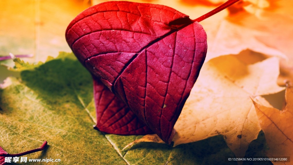 紅色落葉