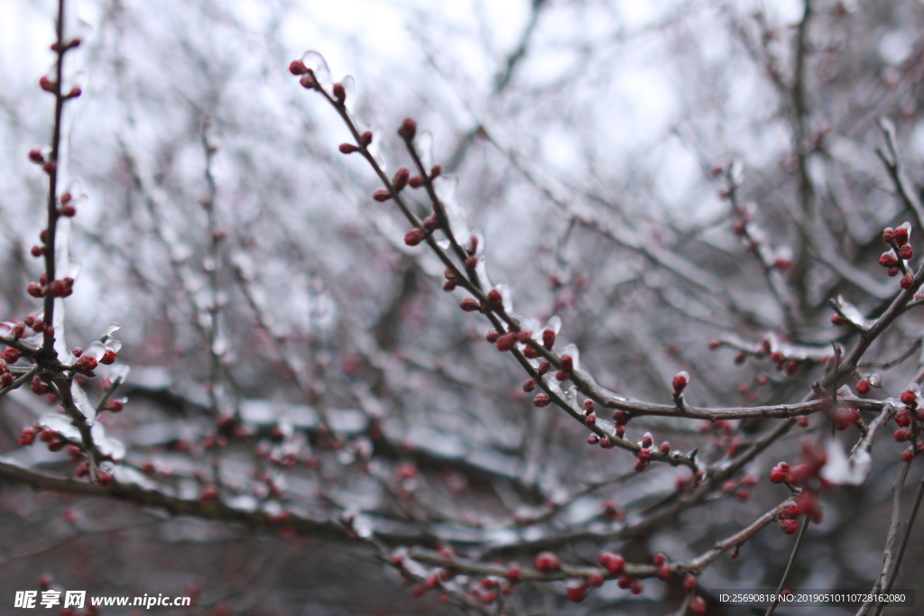 雪景 雪花 微距 攝影 自然