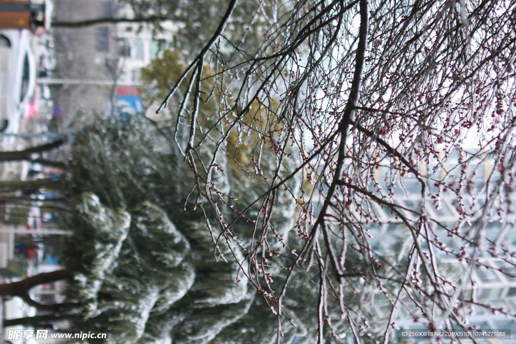 雪景 雪花 微距 攝影 自然